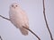 Snowy Owl Smiling on a Bare Winters Branch