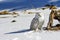 The snowy owl is a species of bird in the Strigidae family.