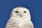 Snowy Owl staring