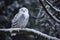 Snowy owl tree. Generate Ai