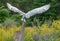 Snowy owl on a tree stump, ready to fly