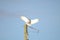 Snowy Owl with wide wings landing on power pole