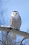 Snowy Owl in winter sitting on broken tree, blue  sky