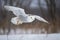 Snowy Owl in a winters scene and a woodland setting - Generative AI art