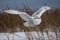 Snowy Owl in a winters scene and a woodland setting - Generative AI art