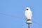 Snowy Owl yawning while perched