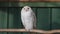 Snowy owl in the zoo