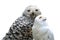 Snowy owls