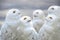 Snowy owls