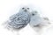 Snowy Owls in love