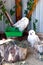 Snowy Owls in the open air at the zoo in Ukraine