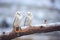 snowy owls perched on a tree branch in a frosty environment