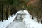 Snowy path throught the woods