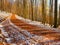 Snowy path under beech trees in early winter forest.