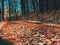 Snowy path under beech trees in early winter forest.