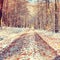 Snowy path under beech trees in early winter forest.