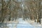 Snowy path in woods