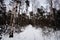 Snowy pathway in forest in winter time