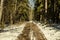 snowy pathway for walking in forest in winter