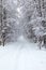 Snowy pathway is in winter forest, snow covered trees, nobody