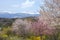 Snowy peak mountain views with beautiful cherry blossom trees.