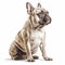 Snowy Perfection Captivating White French Bulldog Portrait