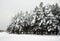 Snowy pine bluff