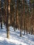 Snowy pine forest on a bright winter day