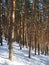 Snowy pine forest on bright winter day