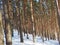 Snowy pine tree forest during winter