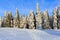 Snowy pine tree in wintertime
