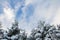 Snowy pine trees under cloudy sky