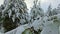 Snowy pine trees in winter forest at golden sunset. Gold sunrays shining trough pine forest covered in snow at winter