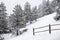 Snowy Pines on a Steep Slope By a Fence