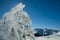 Snowy Pinus sylvestris in Guadarrama range national park