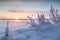 Snowy plants and sunrise in Finland