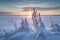 Snowy plants and sunrise in Finland