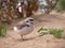 Snowy Plover