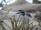 Snowy Plover