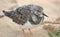 Snowy Plover (Charadrius alexandrinus)