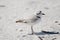 Snowy Plover (Charadrius alexandrinus)