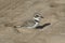 Snowy Plover sitting on the sand