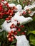 Snowy Red Berries Fruit During Winter