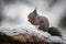 Snowy red squirrel