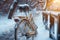 Snowy ride Vintage bike in winter, evoking a nostalgic ambiance