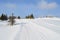 Snowy road besides dead spruce tree