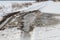 Snowy road in a field leading to pine forest. Winter road to nowhere in sunny day, snow-covered fresh car track. Car