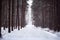 Snowy road in the forest, soft, furry snow falls. The road to l