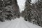 Snowy road in Krkonose mountains bordered by trees