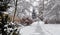 Snowy road among rows of snow-covered trees in winter park